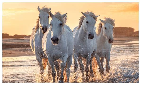属马和属羊的人,5月后添财添福添桃花,爱情事业双丰收!