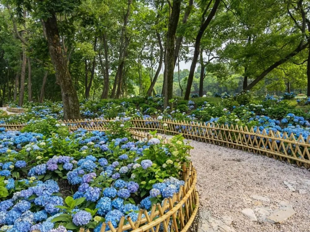 能不能脱单就看这次了!520约最爱的人看最美的绣球花海