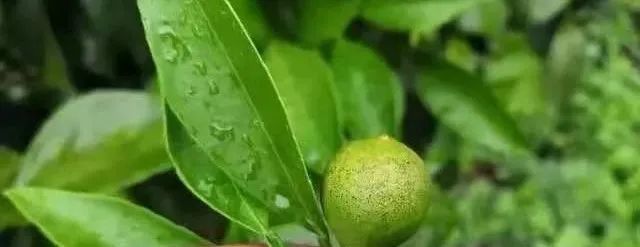 柑橘褐斑病防治技术有哪些内容和方法(柑桔褐斑病炭疽)