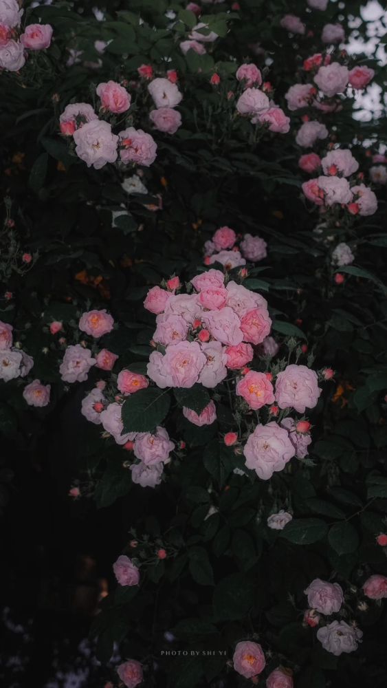 壁纸果然还是花花最好看