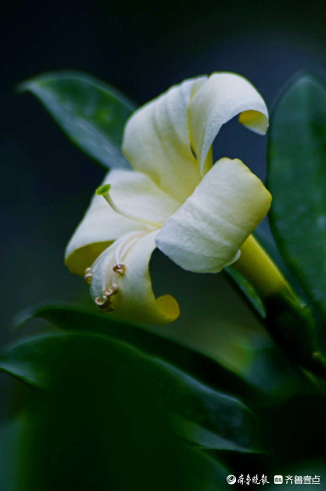 花开齐鲁白白的小花很素雅济南花圃公园的灰莉花你见过吗