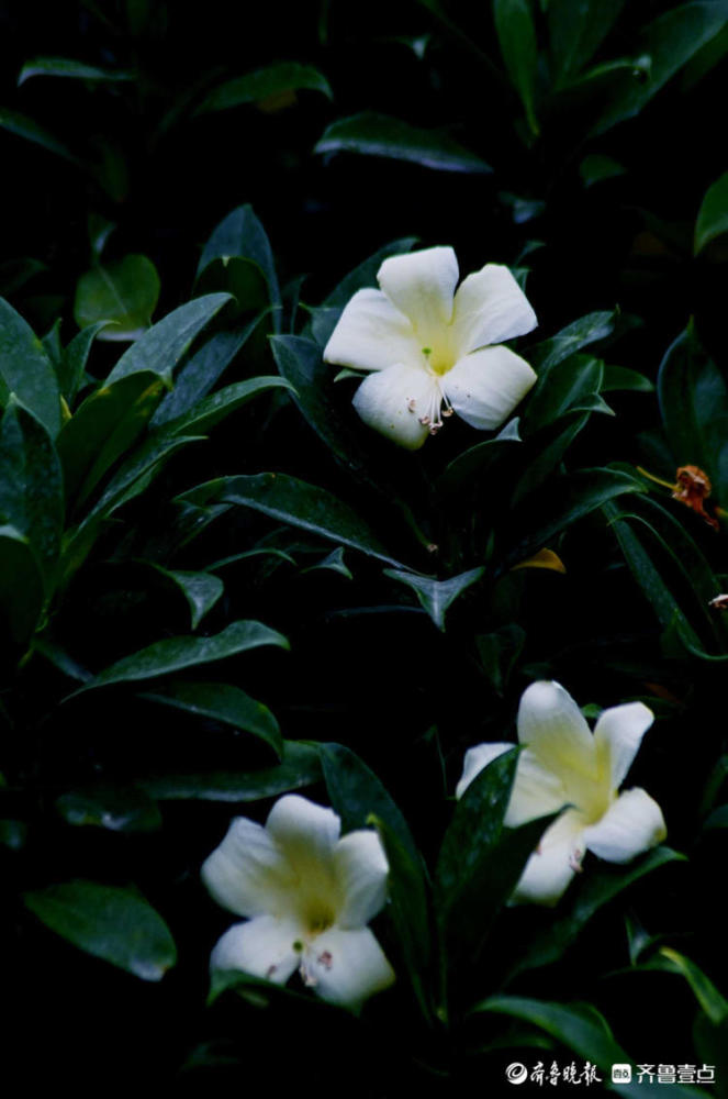 花开齐鲁白白的小花很素雅济南花圃公园的灰莉花你见过吗