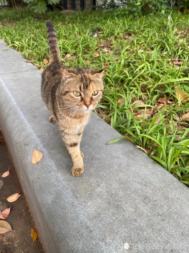 上海人民广场的流浪猫 慵懒地沐浴在夏日的阳光下 腾讯新闻