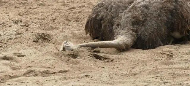 遇到危险,鸵鸟选择把头埋在沙子里假装看不见?那也太小看鸵鸟了