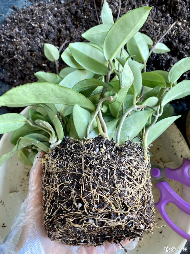 球兰的繁殖技巧球兰皮实好养,繁殖方法也很简单,枝条扦插和叶插2种都