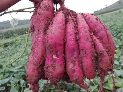 紫薯种植管理及采收方法