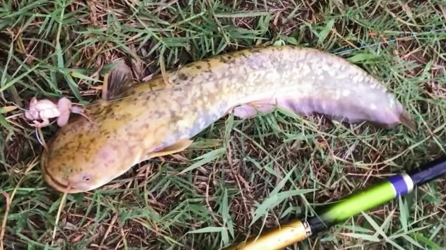 黃河釣魚魚鉤被拉直,老大爺:黃河鯉魚力氣是普通魚的3倍