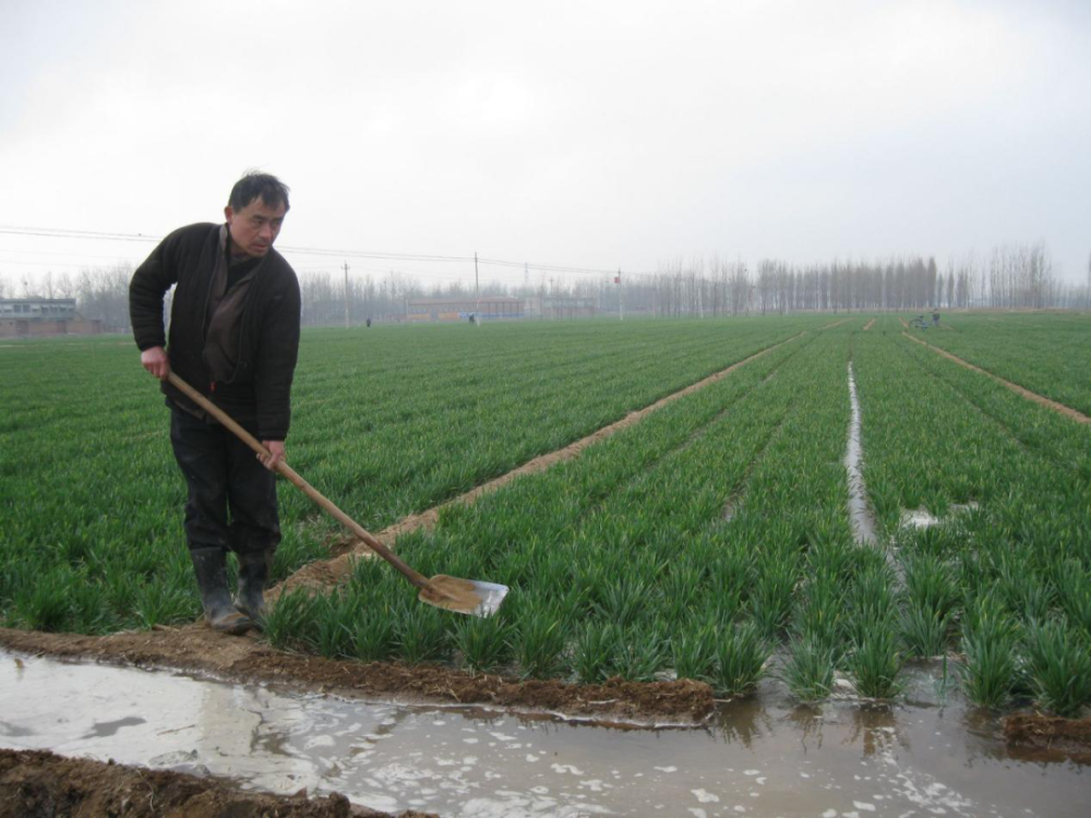 农民给小麦浇水