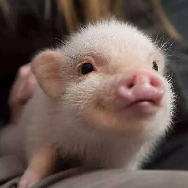 如果猪场里有猪得了非瘟猪全部都会死吗为什么