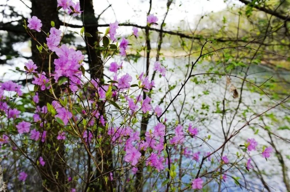 绿柳拂夏日邂逅赏花时 腾讯新闻