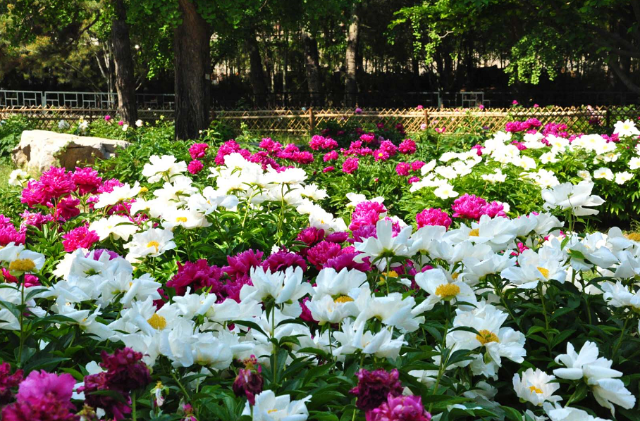 北京植物园芍药园图片