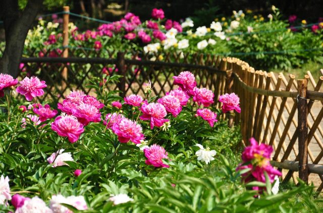 北京植物园芍药正值盛花期还不来打卡