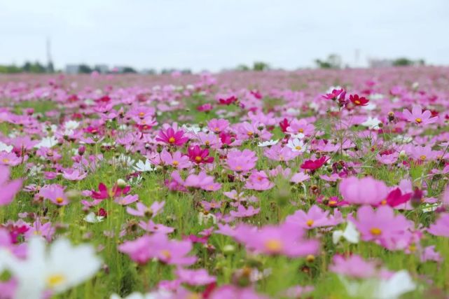 奉贤花海惊艳盛开,逛花展,游公园……你感兴趣的这里都有～_腾讯新闻