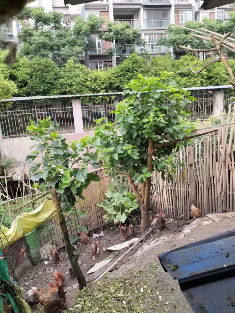 广安 城中村 满眼脏乱差卫生环境堪忧 腾讯新闻