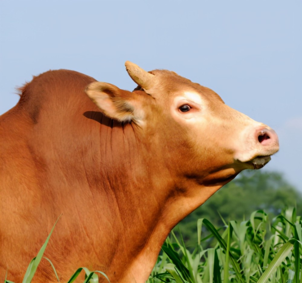 2010年3月25日,国家农业部还批准了对"湘西黄牛"实施农产品地理标志