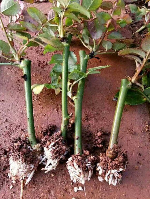 月季扦插不生根还黑杆?这篇文章从零教会你扦插月季,做个绿手指_腾讯