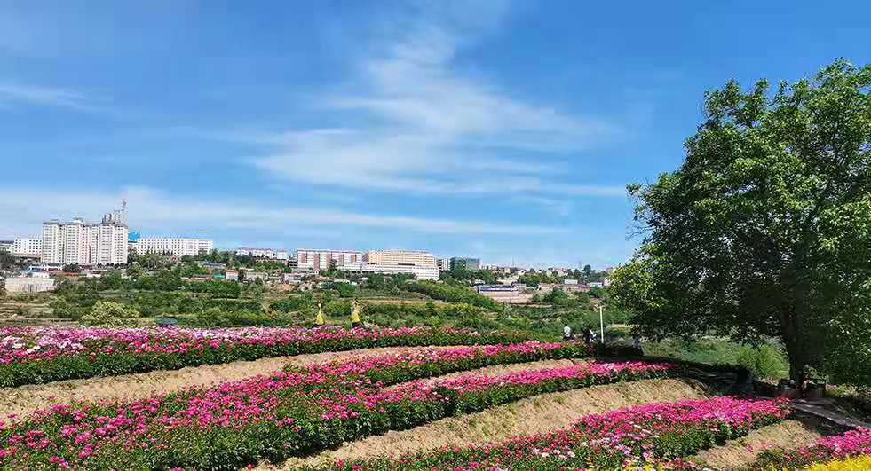 视觉陕西醉美宜君花溪谷百亩芍药迎客来