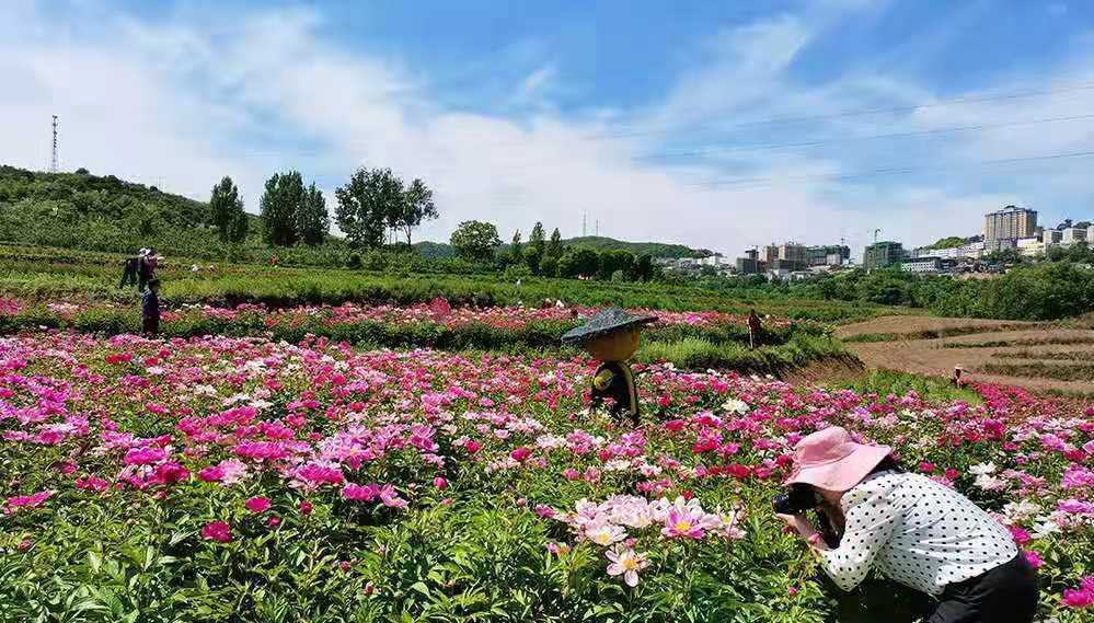 視覺陝西醉美宜君花溪谷百畝芍藥迎客來