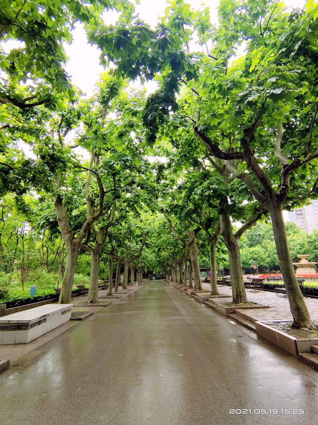 復興公園—思南路|復興公園|思南路|法國_旅遊|梧桐大道|思南公館