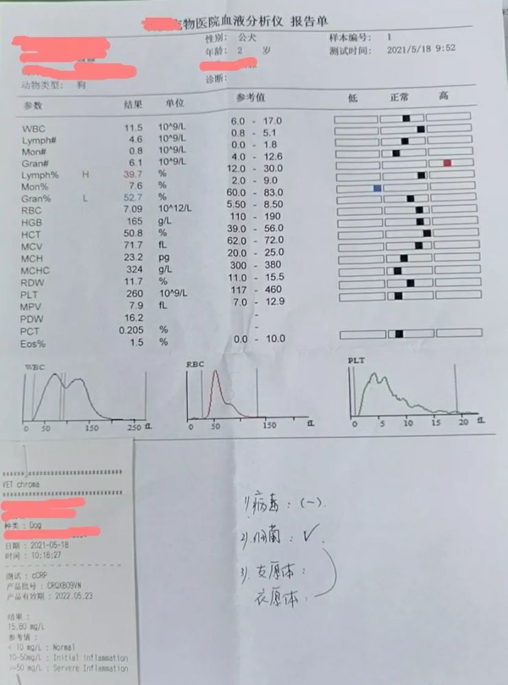 一例幼犬 窝咳 诊疗调养案例分享 腾讯新闻