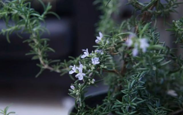 6款迷人阳台香草植物 餐桌必备 腾讯新闻