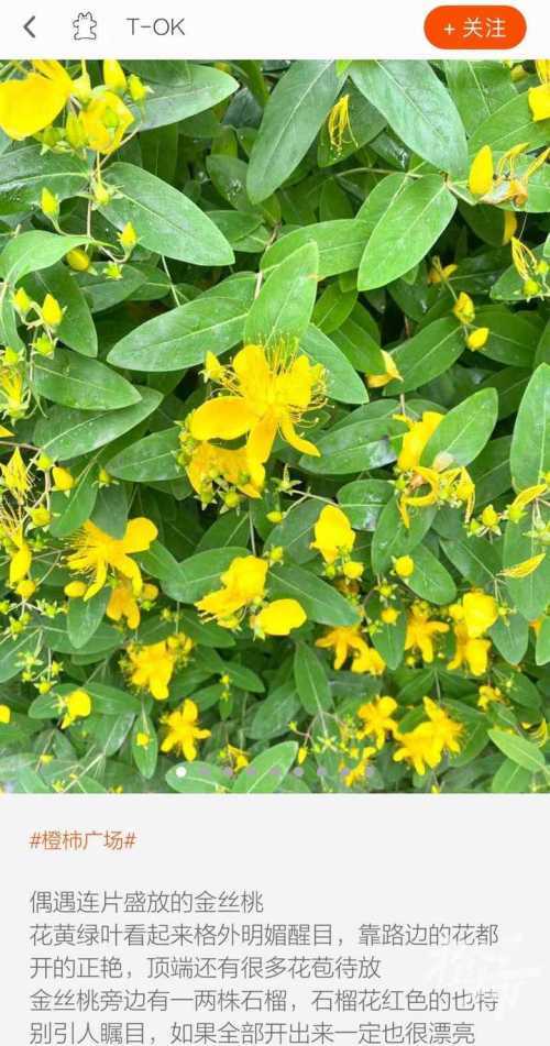 金丝桃花开正艳,还有夹竹桃,八仙花也都开好了