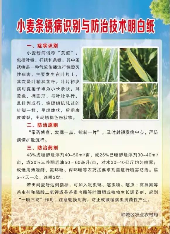 防范小麦条锈病问答来了|条锈病|农户|小麦条锈病|植保站|镇街|峄城区