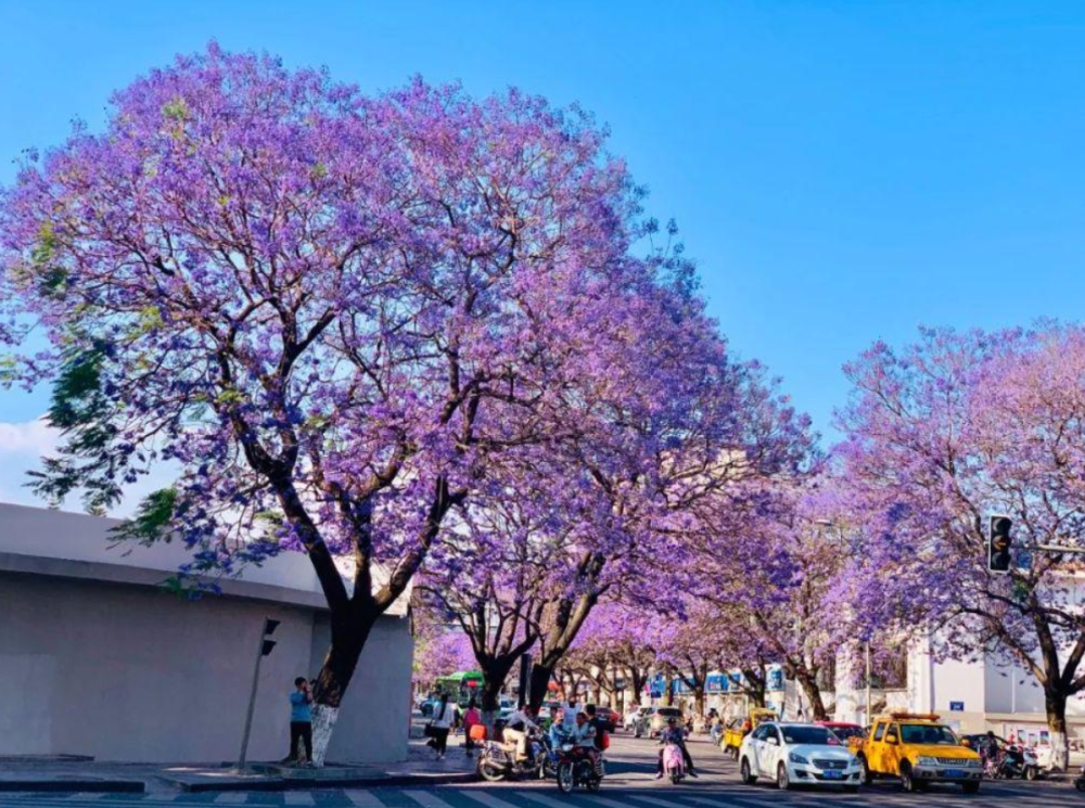 成都6大蓝花楹大道就在你身边地铁直达免费