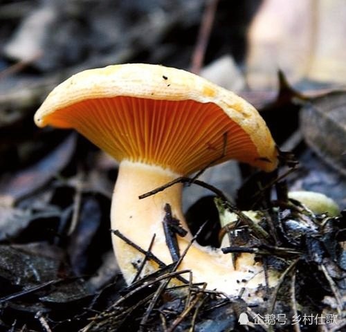 枞树菇是天然的菌王!它可以人工种植吗?