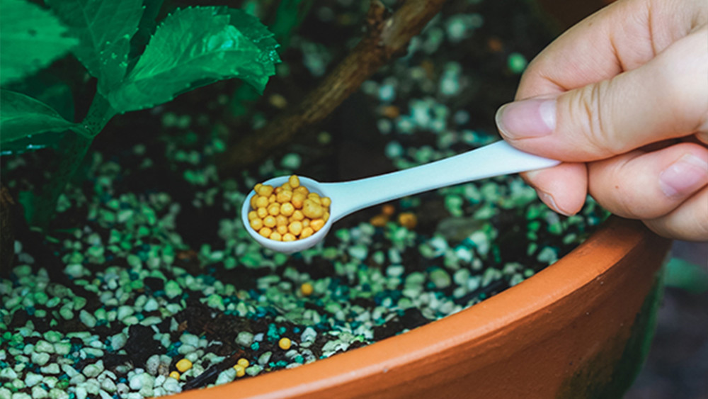 养花不会施肥,常备4种肥料,家庭养花不纠结,满足所有花卉需求