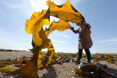 好好的海带,为啥要打个结?是套路还是另有隐情?看完不淡定了!