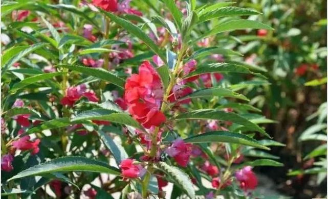 观花拾趣丨凤仙花 金凤花开色更鲜 佳人染得指头丹 腾讯新闻