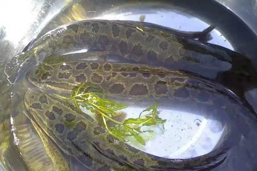 烏魚是黑魚嗎