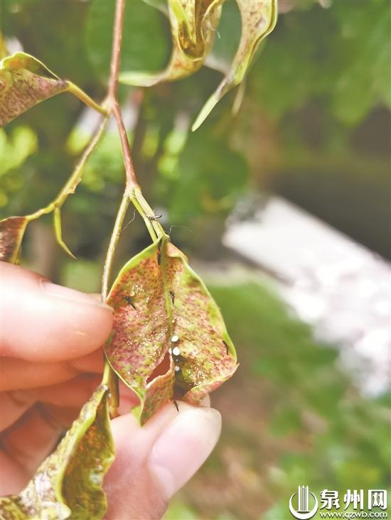 受天气影响泉州市区多条主干道及公园的榕树遭受虫害