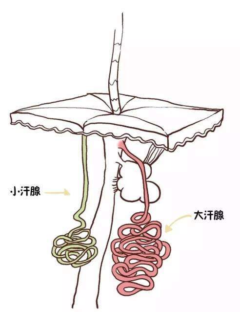 认识 " 狐臭 " 北京和平里中西医结合医院腋臭科讲狐臭是腋下大汗腺