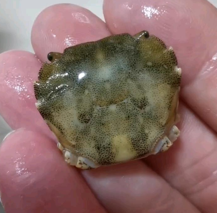 这个网红,真的很想活下去