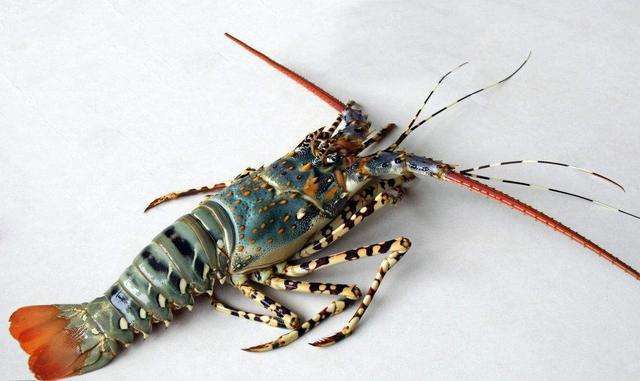 它是海鲜中的王者,比澳洲龙虾美味,一身是宝渔民对它敬若神明