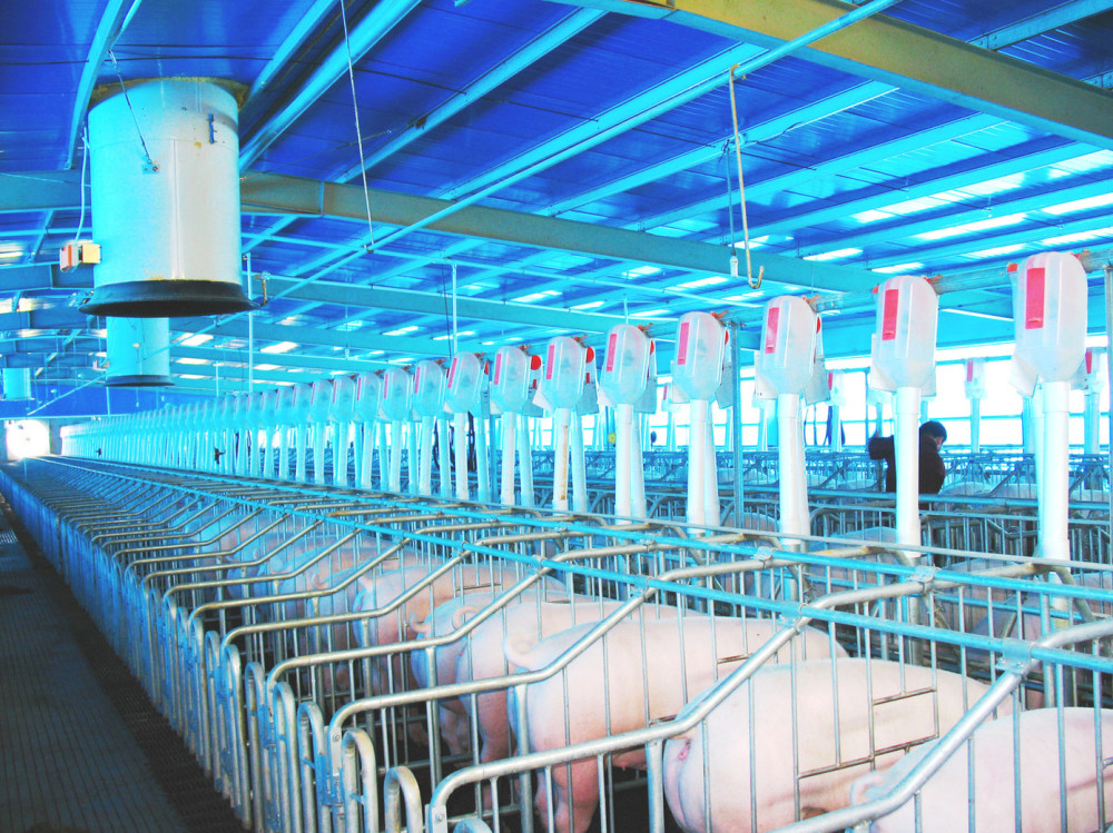 "养猪场"招人,研究生年薪18万起,网友:想养猪都不配?