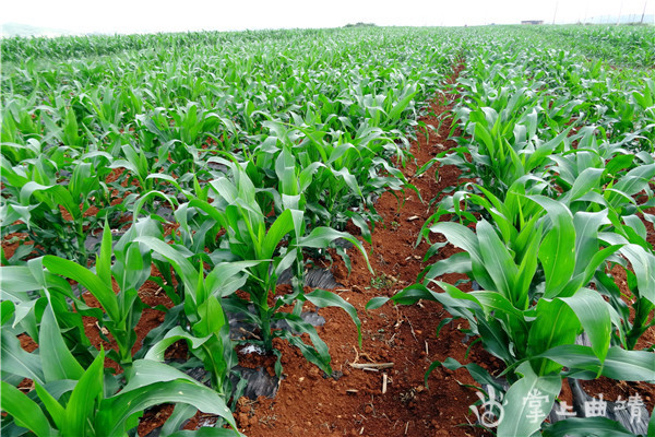 曲靖今年种植青贮饲料玉米60万亩预计创产值12亿元