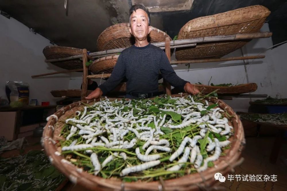 栽桑养蚕缫丝你见过吗