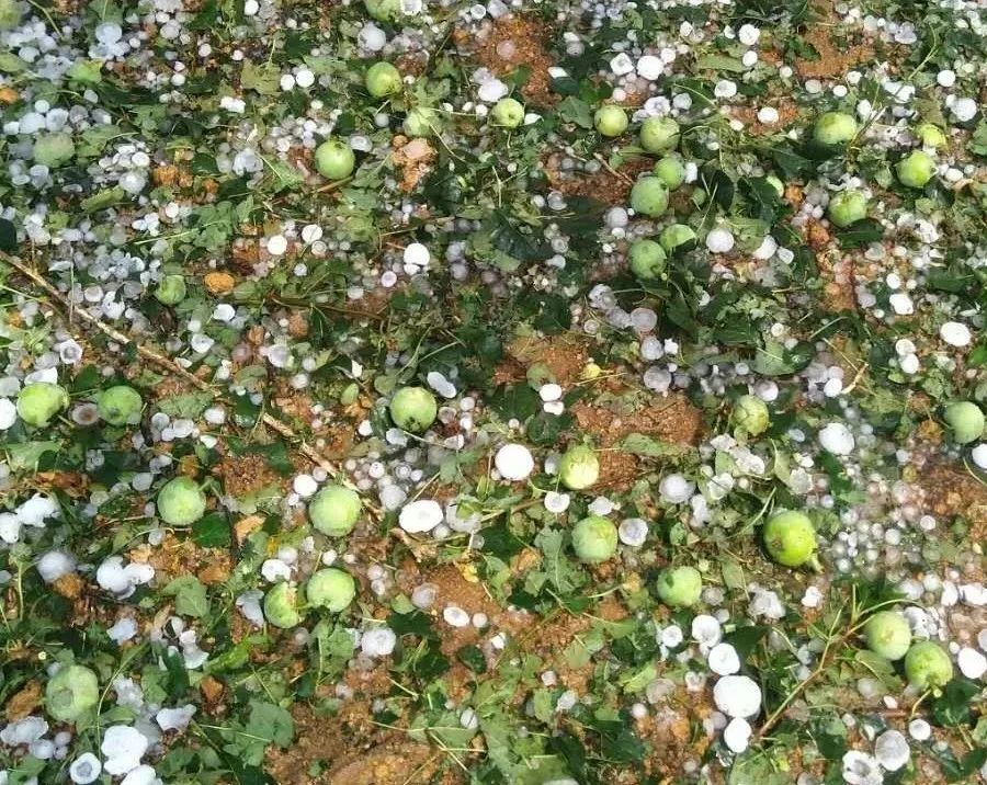 惨!甘肃多地遭遇冰雹袭击,苹果打落一地,损失惨重