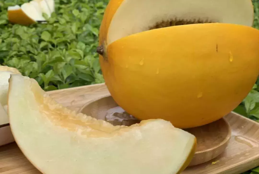 辰颐物语:缅甸密瓜已上线,你的美丽神器,请注意签收!