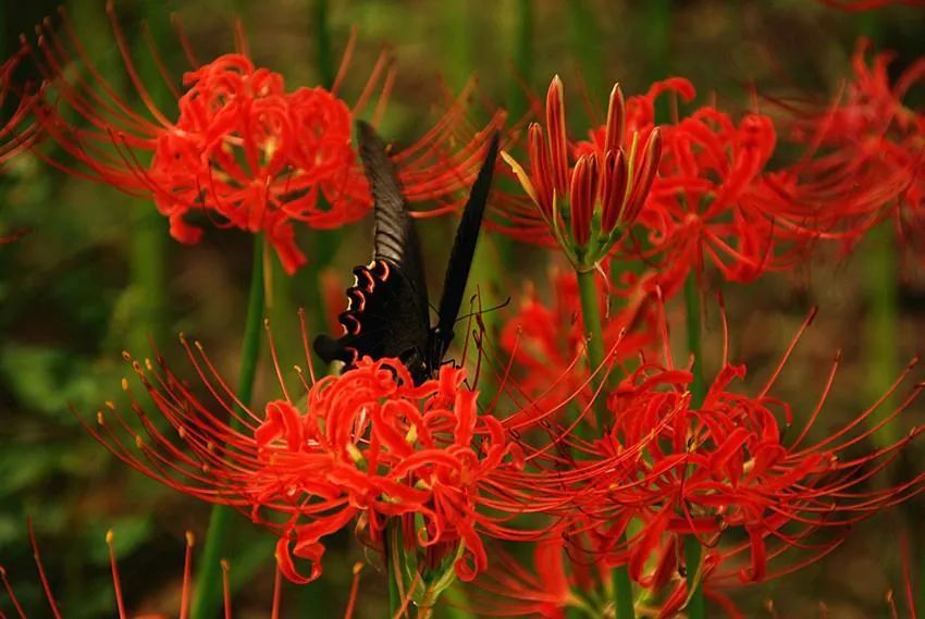 爱是千年的彼岸花