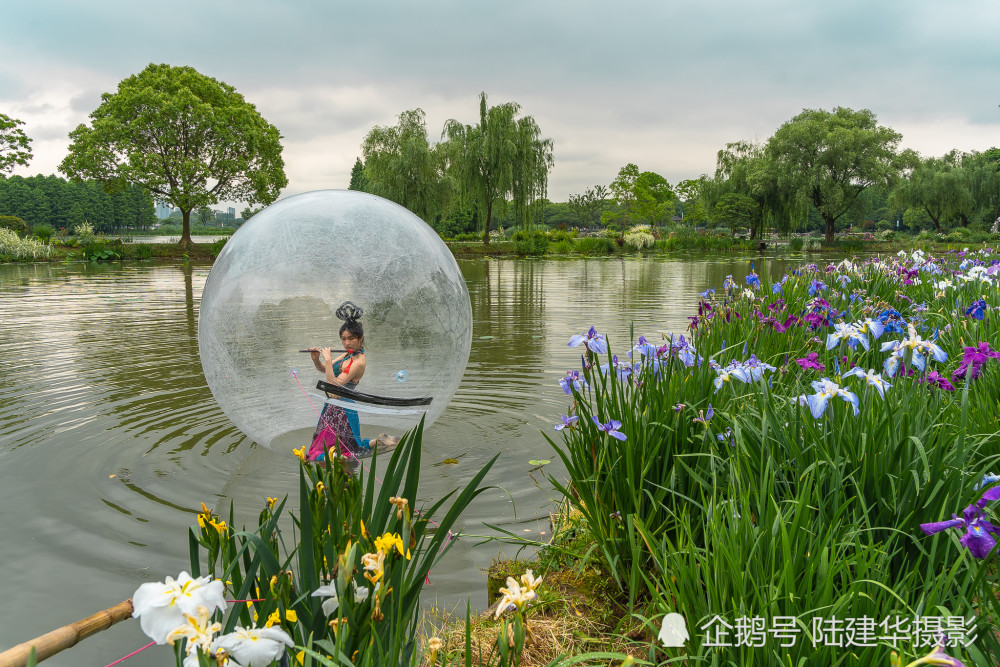 太湖黿頭渚花菖蒲園 愛的伊甸園 中國熱點