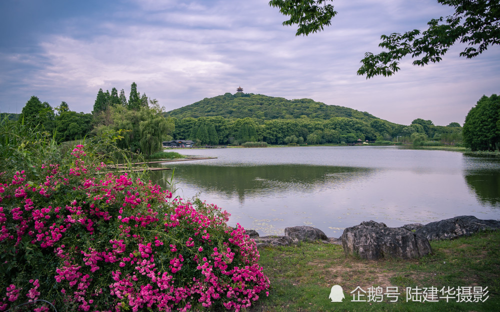 太湖黿頭渚花菖蒲園 愛的伊甸園 中國熱點