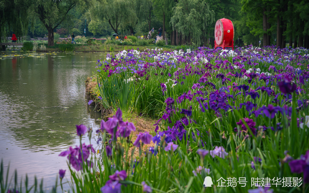 太湖黿頭渚花菖蒲園 愛的伊甸園 中國熱點