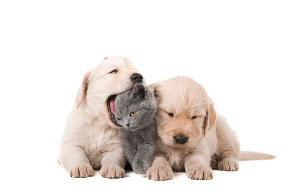 养宠经验 为什么狗的嘴巴边烂了 腾讯新闻