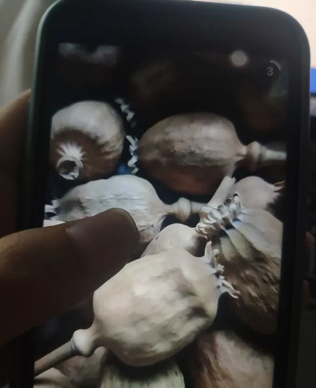 药材商梁山(化名)的罂粟壳.