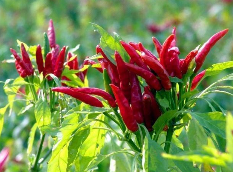 贵州朝天椒优势特色产业集群建设成效显著