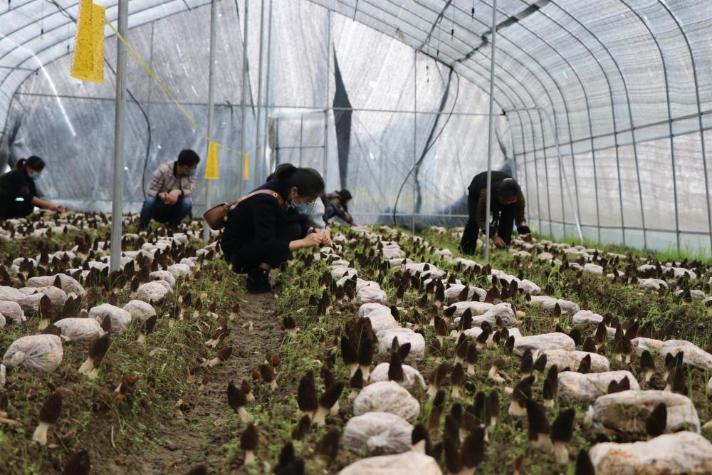 云南春信农业羊肚菌温室大棚种植技术要点